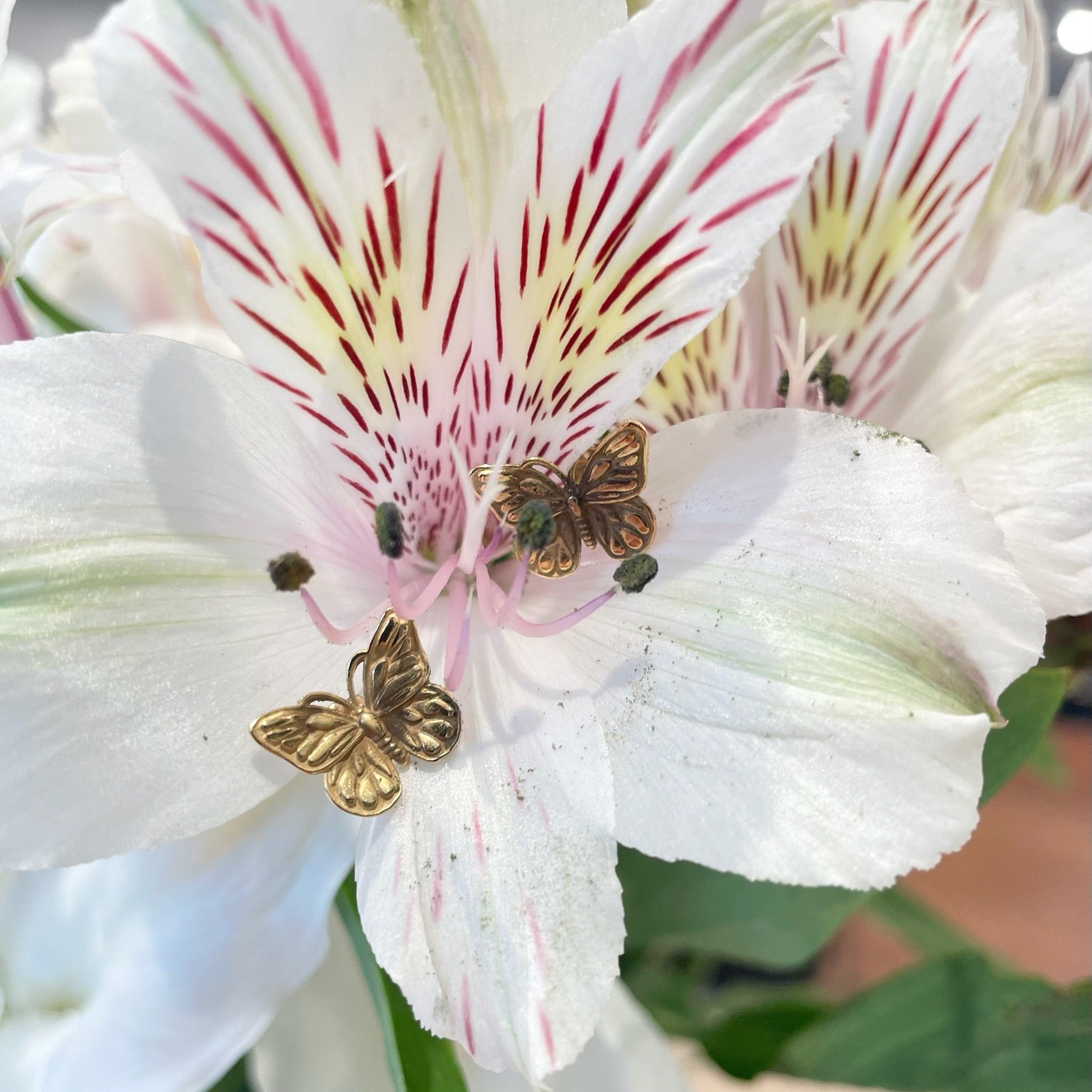 Rebekah brooks jewelry, jewelry, earrings, butterfly earrings, stud earrings, gold earrings, gold butterfly earrings, gold stud earrings, nature earrings, charm earrings